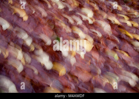 herbstliche Blätter Stockfoto