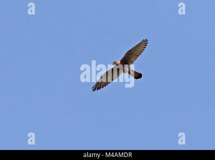 Madagaskar Turmfalke (Falco newtoni Newtoni) refous Morph nach im Flug, madagassischen endemisch Antananarivo, Madagaskar November Stockfoto