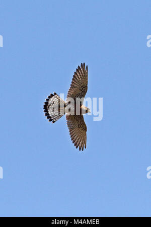 Madagaskar Turmfalke (Falco newtoni Newtoni) refous Morph nach im Flug, madagassischen endemisch Antananarivo, Madagaskar November Stockfoto