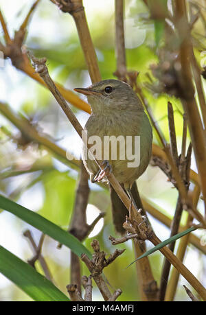 Madagaskar Brush-Warbler (Nesillas typica typica) Erwachsenen thront auf Bambus, madagassischen endemisch Antananarivo, Madagaskar November Stockfoto