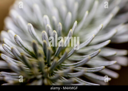 Detail einer Nordmanntanne, Abies nordmanniana, Stockfoto