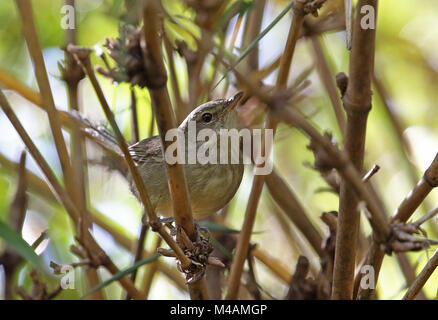 Madagaskar Brush-Warbler (Nesillas typica typica) Erwachsenen thront auf Bambus, madagassischen endemisch Antananarivo, Madagaskar November Stockfoto