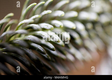 Detail einer Nordmanntanne, Abies nordmanniana, Stockfoto