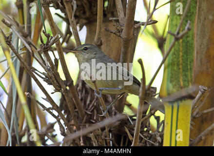 Madagaskar Brush-Warbler (Nesillas typica typica) Erwachsenen thront auf Bambus, madagassischen endemisch Antananarivo, Madagaskar November Stockfoto