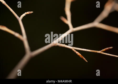 herbstliche branch Stockfoto