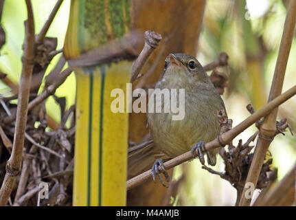 Madagaskar Brush-Warbler (Nesillas typica typica) Erwachsenen thront auf Bambus, madagassischen endemisch Antananarivo, Madagaskar November Stockfoto