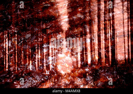 Traumatische Pfad im Wald Stockfoto