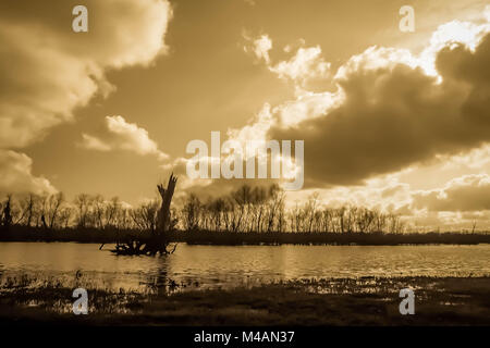 Nach einem Winter Regen in einer TX State Park. Stockfoto