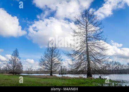 Nach einem Winter Regen in einer TX State Park. Stockfoto