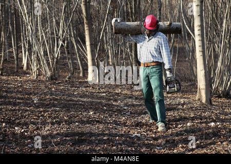 Lumberjack woodcutter mit Kettensäge, die Protokolle der großen Baum im Herbst Wald Stockfoto