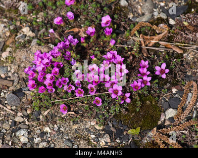 Saxifraga oppositifolia oder Purple mountain Steinbrech eine alpine, Arktis Anlage mit intensiven violetten Blüten im Frühling, botanischer Garten. Oslo Stockfoto