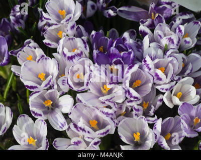 Crocus vernus Unterarten albiflorus Variablen, Frühling Blumen im Botanischen Garten der Universität in Oslo, Norwegen Stockfoto