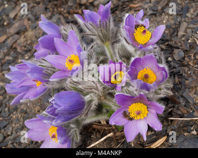 Mehr Pasque flower oder Pulsatilla grandis, einem bunten alpine Frühling Anblick, hier im Botanischen Garten in Oslo Norwegen Stockfoto