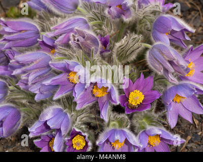 Mehr Pasque flower oder Pulsatilla grandis, einem bunten alpine Frühling Anblick, hier im Botanischen Garten in Oslo Norwegen Stockfoto