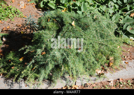 Cedrus deodara Feelin Blue, Zwerg Himalaya Zeder Stockfoto