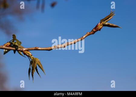 Die erste Feder sanft Blätter, Knospen und Zweige Stockfoto