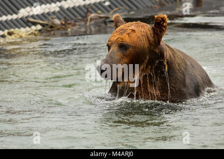 Braunbär, die Beute in den Kurilen See warten. Stockfoto