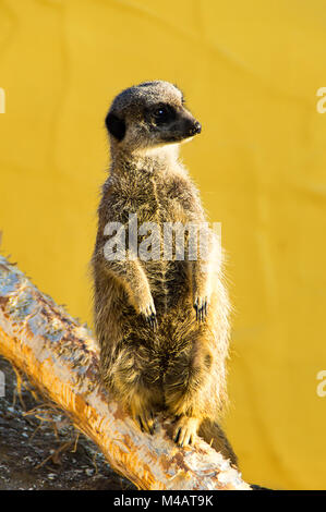 Erdmännchen Stockfoto