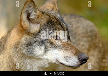 grauer wolf Stockfoto