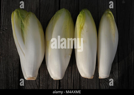 Chicoree, Cichorium intybus var. foliosum, Zichorie Stockfoto