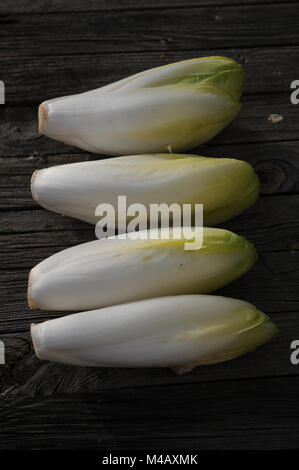 Chicoree, Cichorium intybus var. foliosum, Zichorie Stockfoto