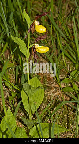 Der gelbe Lady Slipper orchid Cypripedium calceolus Stockfoto