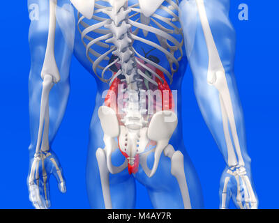 Menschliche Anatomie Visualisierung - Verdauungssystem Stockfoto