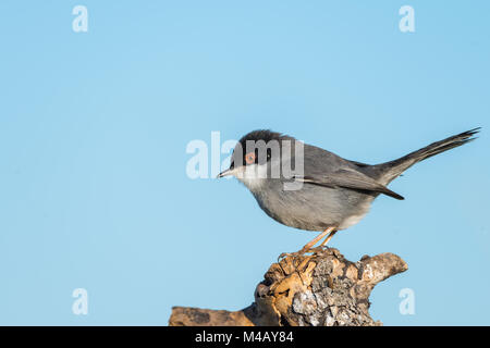 Sylvia Melanocephala oder Curruca cabecinegra mit Platz für Text kopieren Stockfoto