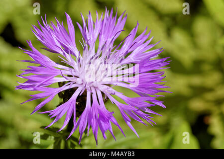 Centaurea montana Stockfoto