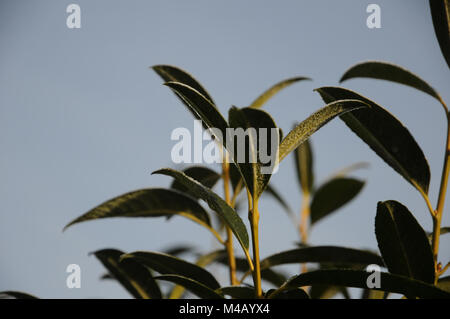 Prunus laurocerasus, Lorbeer Kirsche, White Frost Stockfoto