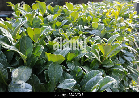 Prunus laurocerasus, Lorbeer Kirsche, White Frost Stockfoto