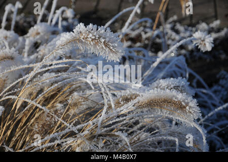 Pennisetum compressum, Brunnen Gras, White Frost Stockfoto