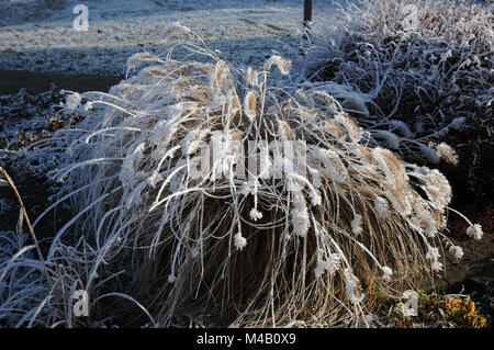 Pennisetum compressum, Brunnen Gras, White Frost Stockfoto