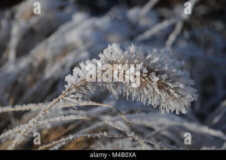 Pennisetum compressum, Brunnen Gras, White Frost Stockfoto