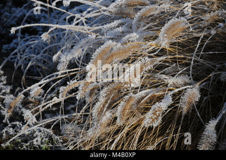 Pennisetum compressum, Brunnen Gras, White Frost Stockfoto