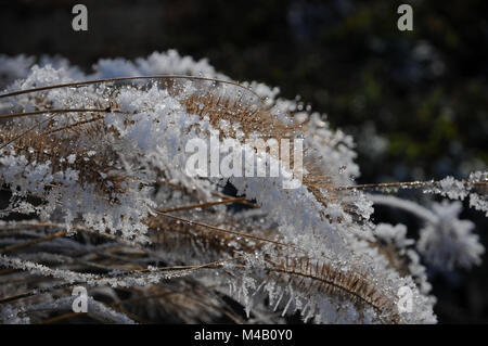 Pennisetum compressum, Brunnen Gras, White Frost Stockfoto