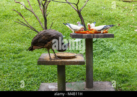 Vögel essen auf Stein steht im Park Stockfoto