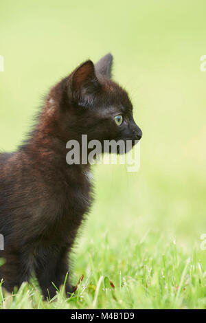 Katze, Felis silvestris catus, junge Tier, schwarz, seitlich Stockfoto