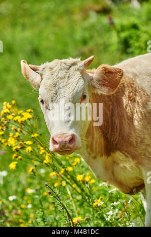 Inländische Rinder, Bos primigenius Taurus, Porträt, frontal, Blick in die Kamera Stockfoto