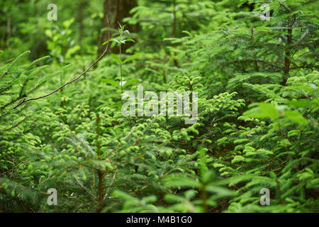 Junge gemeinsame Fichte, Picea abies, close-up Stockfoto