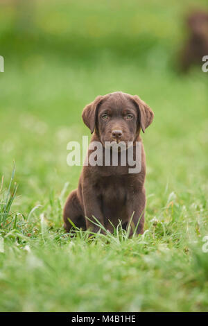 Labrador Retriever, schokoladenbraun, Welpen, Wiese, frontal, Sitzen, schauen in die Kamera Stockfoto