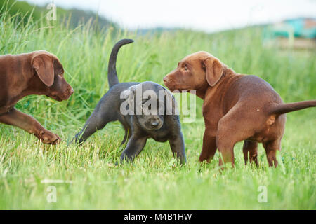 Labrador Retriever, Schokolade braun, grau, Welpen, Wiese, frontal, Blick in die Kamera Stockfoto