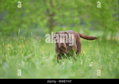 Labrador Retriever, schokoladenbraun, Wiese, frontal, Ständer, Blick in die Kamera Stockfoto