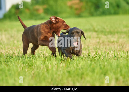 Labrador Retriever, Schokolade braun, grau, Welpen, Wiese, frontal, Blick in die Kamera Stockfoto