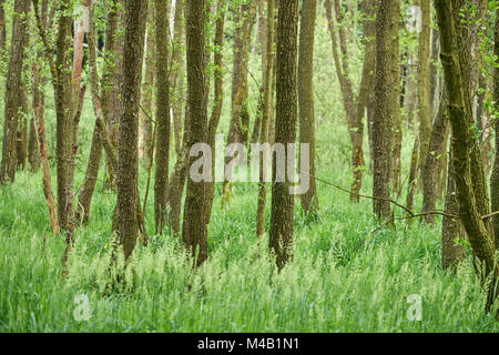 Landschaft, Holz, Schwarzerle, Alnus glutinosa, Feder Stockfoto