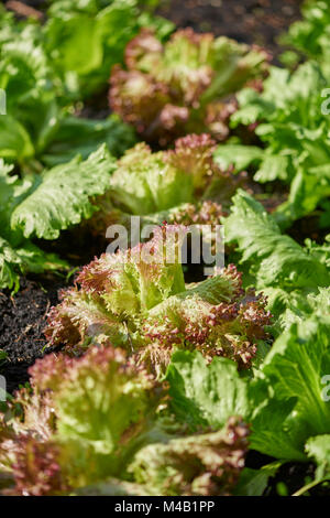 Lollo Bionda und Lollo Rosso, Salat, Kopfsalat, Lactuca sativa var. crispa, Stockfoto