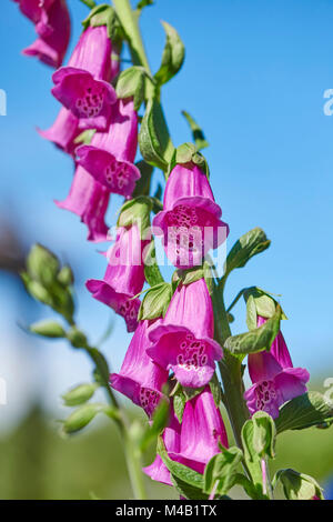 Gemeinsame Fingerhut, Digitalis purpurea, Blüten, Nahaufnahme Stockfoto