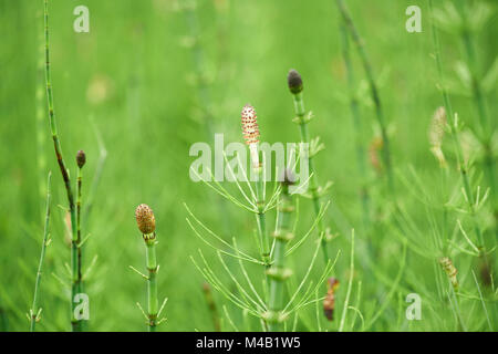 Schachtelhalm, Equisetum arvense, Wachsen, Feder Stockfoto