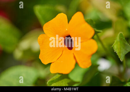 Black-Eyed Susan, thunbergia Alata, Blüten, Nahaufnahme Stockfoto