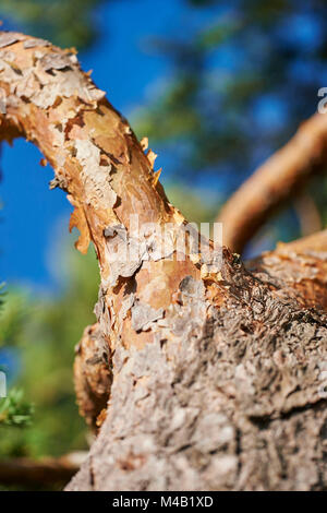 Kiefern, Pinus sylvestris, Rinde, Detail Stockfoto